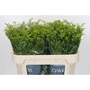 Solidago Golden Glory