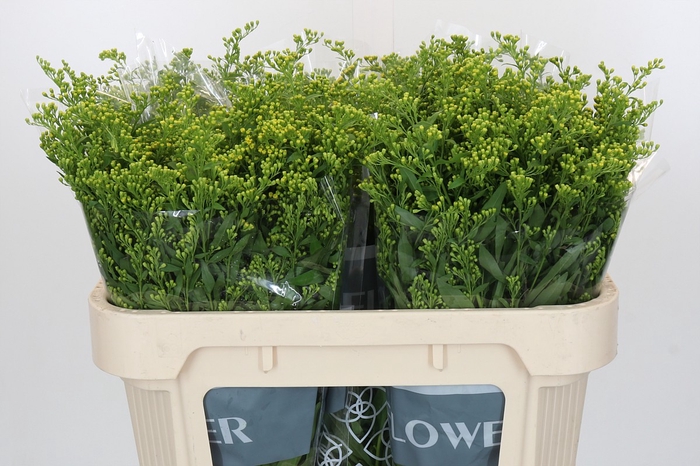 <h4>Solidago Golden Glory</h4>