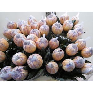 Chr G Antonov Bonaire