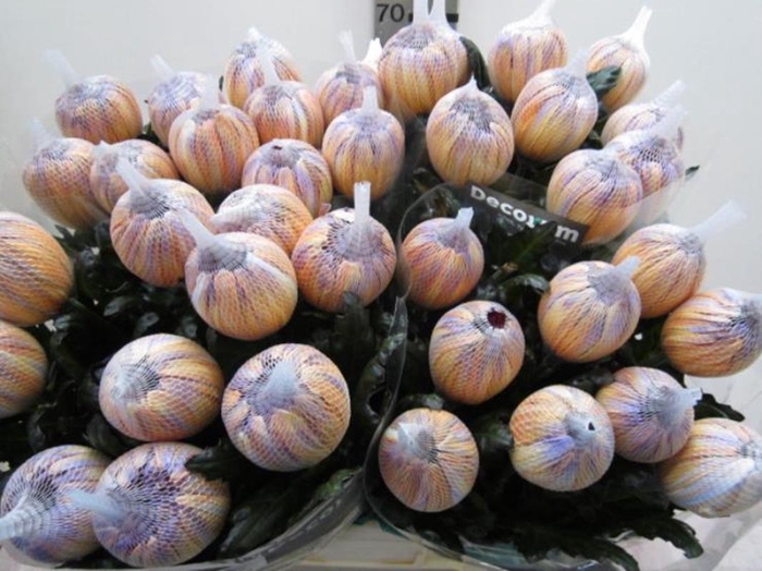 <h4>Chr G Antonov Bonaire</h4>