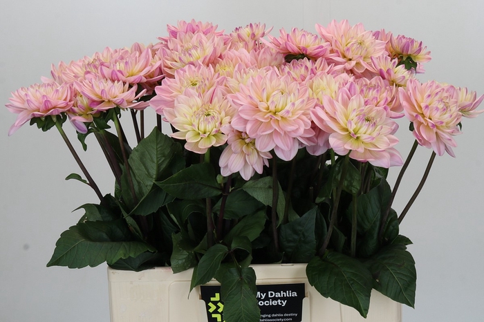 Dahlia Dianas Memory
