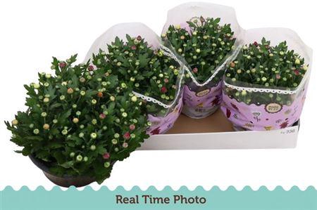 <h4>Chrys Gem In Pot</h4>