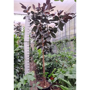 Ficus Elastica Abidjan