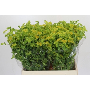 Bupleurum Griffithii