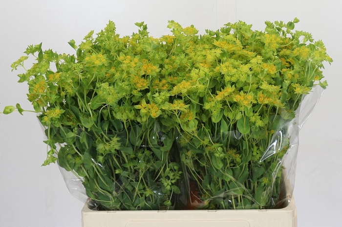 <h4>Bupleurum Griffithii</h4>