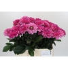 Dahlia Annamarie