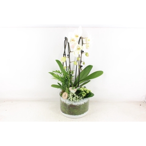 arr2 PL - Glas cilinder phal. wit