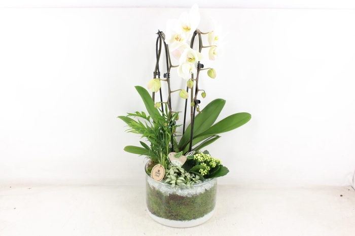 <h4>arr2 PL - Glas cilinder phal. wit</h4>