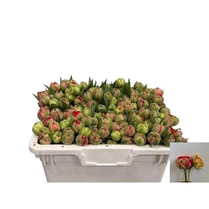 TU DU GUDOSHNIK DOUB