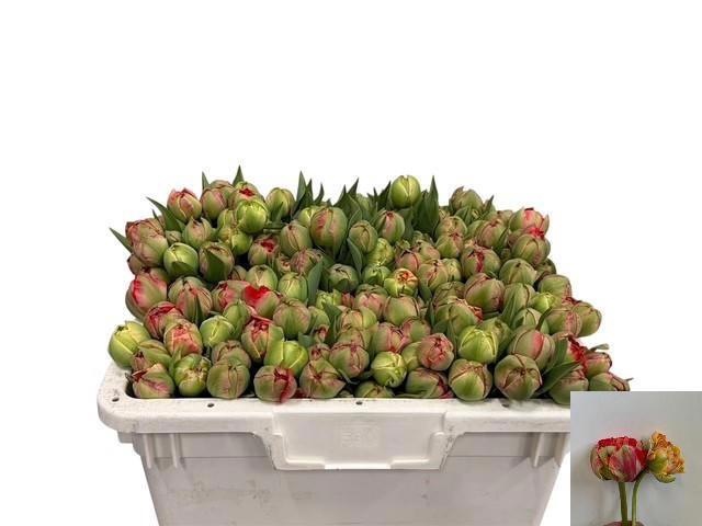 <h4>TU DU GUDOSHNIK DOUB</h4>