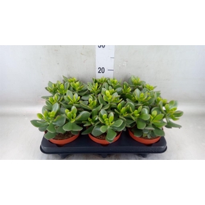 Crassula  'Minova Magic'