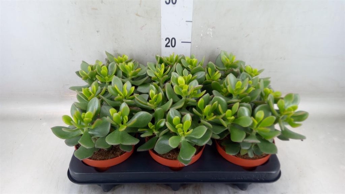 <h4>Crassula  'Minova Magic'</h4>