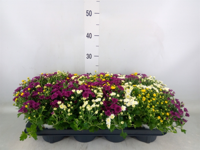 <h4>Chrysanthemum  'GardM Carnaval'</h4>