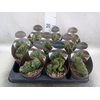 Cereus   ...