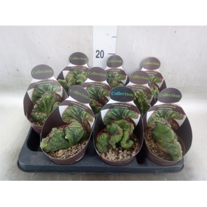 Cereus   ...