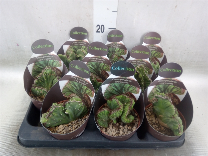 <h4>Cereus   ...</h4>