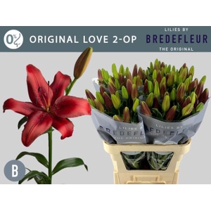 Li La Original Love 2 Kop Bredefleur
