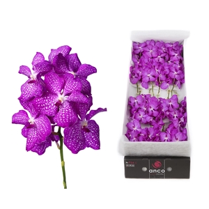 Vanda 16 tak Pink Magic