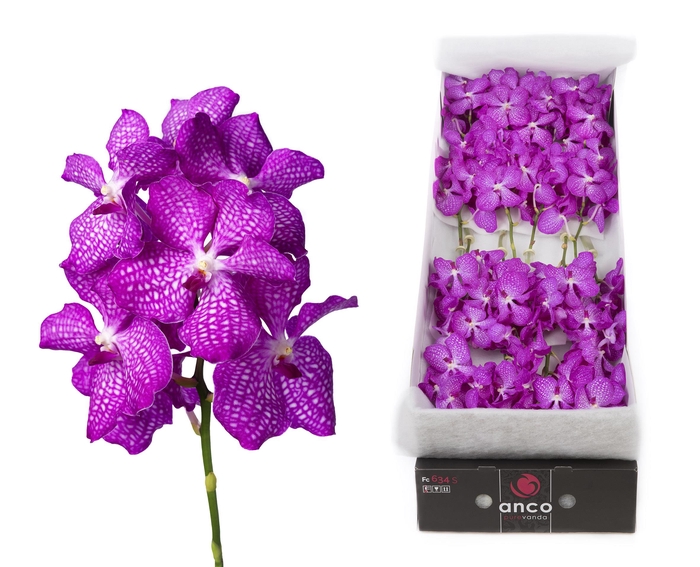 <h4>Vanda 16 tak Pink Magic</h4>