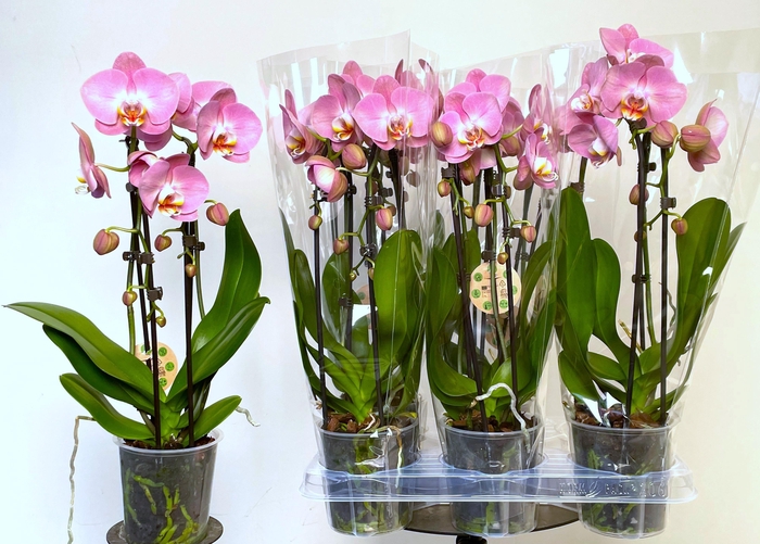 <h4>PHAL EL CASCADE</h4>