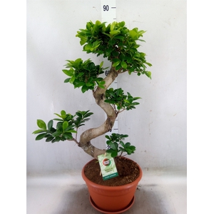 Ficus microcarpa 'Ginseng'