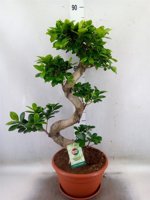 <h4>Ficus microcarpa 'Ginseng'</h4>