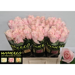 R GR SWEET AVALANCH+