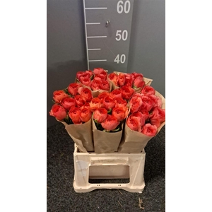 Ran Suc Ex Fragolino