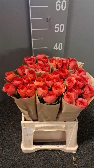 <h4>Ran Suc Ex Fragolino</h4>