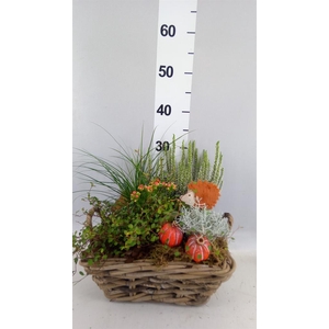 Arr.   Tuinplanten L%