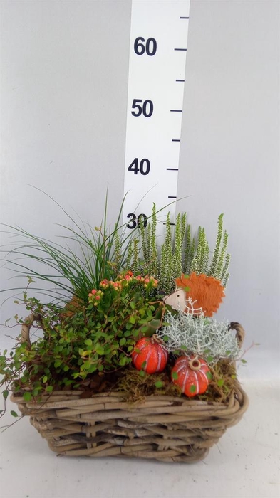 <h4>Arr.   Tuinplanten L%</h4>