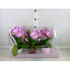 Phalaenopsis   ...