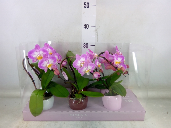 <h4>Phalaenopsis   ...</h4>
