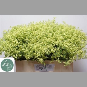 Alchim M Robustica