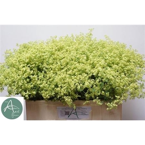 Alchem M Robustica