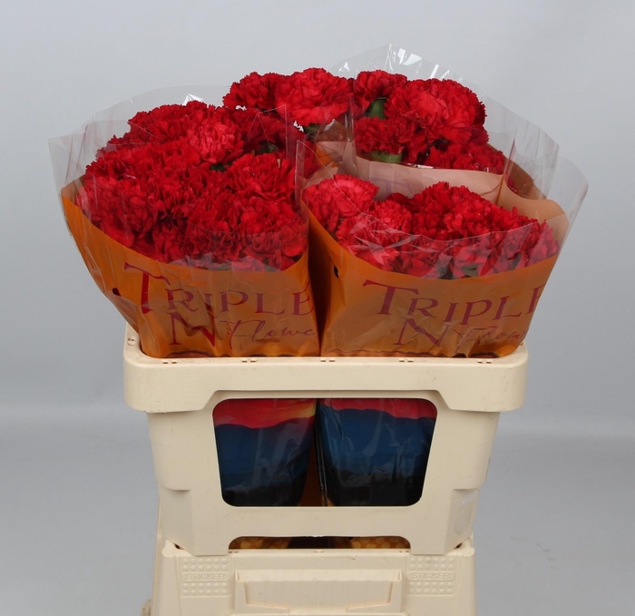 <h4>DI ST RED MOON+</h4>