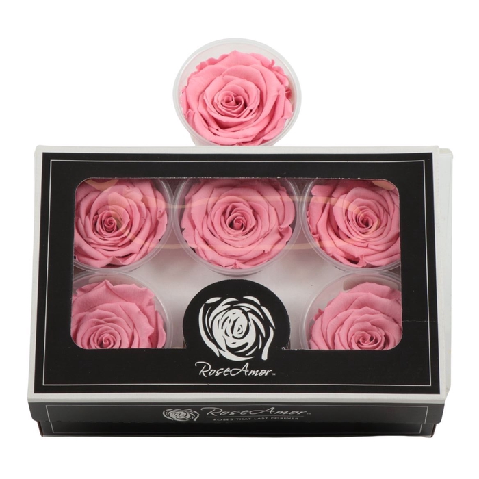 <h4>Rosa Preserved Ll Pin 06</h4>