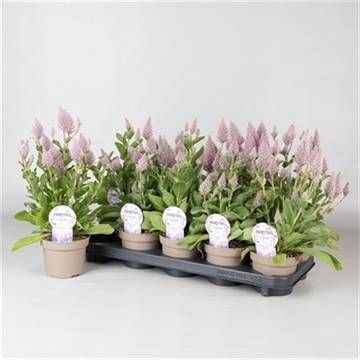 <h4>PTILOTUS EX JOEY</h4>
