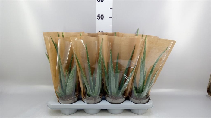 <h4>Aloe vera</h4>