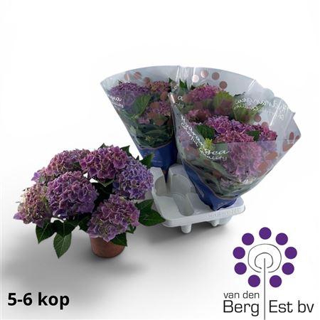 <h4>Hydr M Hi Ocean 5+</h4>