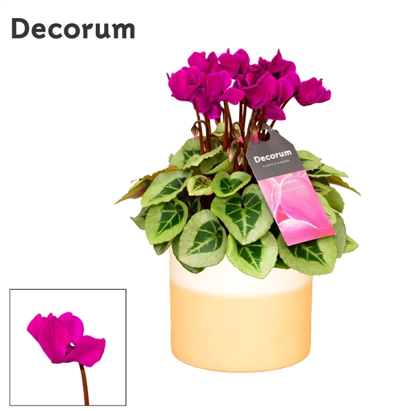 <h4>Cyclamen SS Picasso Paars in Rosy Ceramics. Decorum</h4>