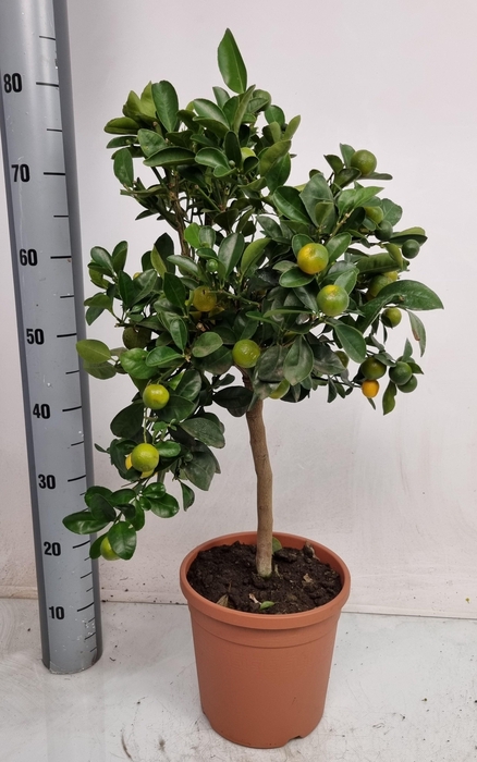 <h4>CITR MICROCARPA</h4>