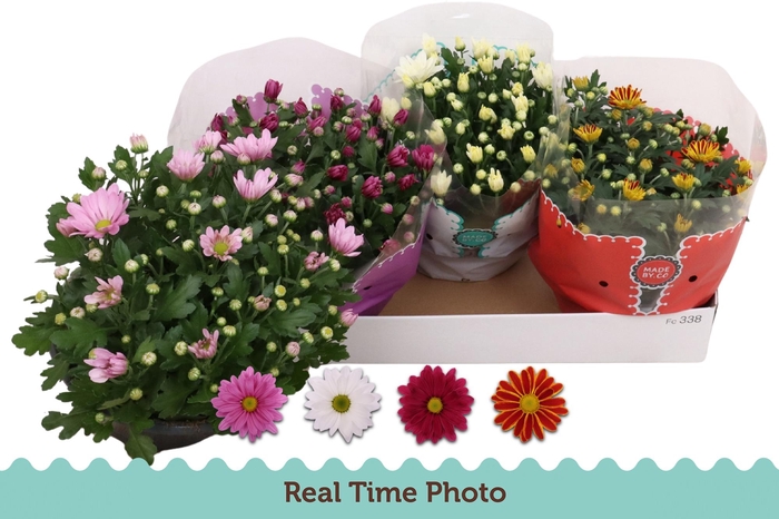 <h4>CHRYS GEM 4 KL</h4>