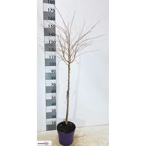 PRUN INC KOJOU-NO-MA