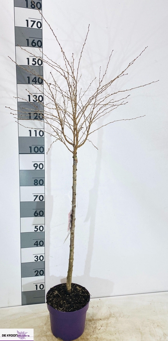 <h4>PRUN INC KOJOU-NO-MA</h4>