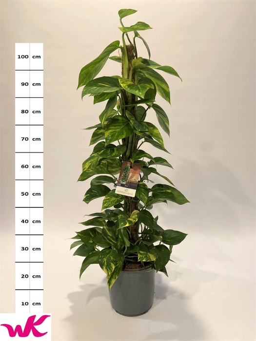 <h4>EPIPR MOSSTOK</h4>