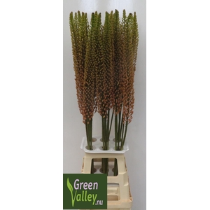EREMURUS RUMBA