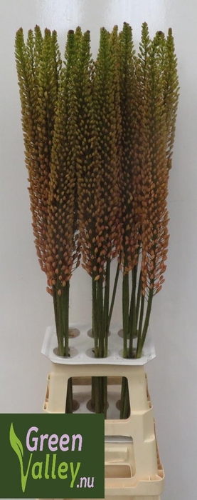 <h4>EREMURUS RUMBA</h4>