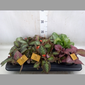 Episcia   ...