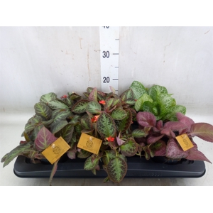 Episcia   ...